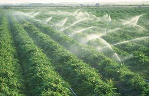Importance of Irrigation System