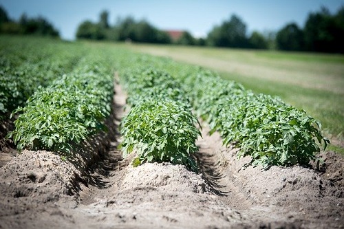 furrow irrigation